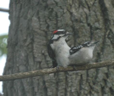 What is the downy woodpecker mating dance? - Birdful