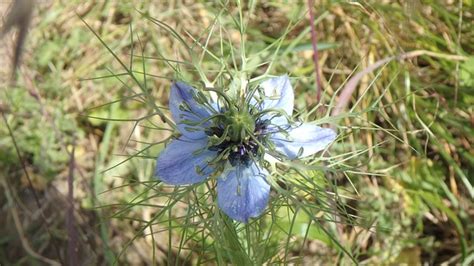 Bunga Biru Padang Rumput Foto Gratis Di Pixabay Pixabay