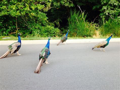 Peacocks At Royal Roads Colwood Bc