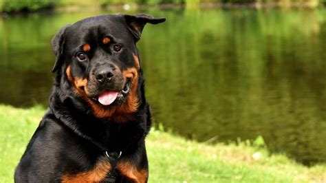 Aprender sobre 37 imagem cachorro raça rottweiler br thptnganamst edu vn