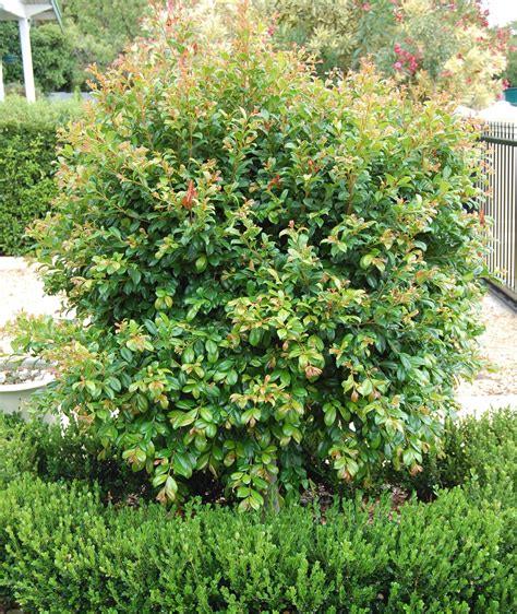 11 Beautiful Home Design Pictures & Ideas: Lilly Pilly Topiary