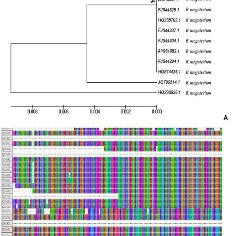 Phylogenetic Analysis Of 16S RDNA Sequences Of Bacillus Megaterium JX