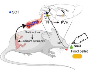 HKU Biologists And Collaborators Reveal A Gut Brain Pathway That