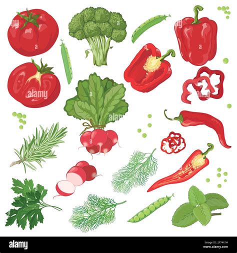 Hand Drawn Vegetables Stock Vector Image Art Alamy