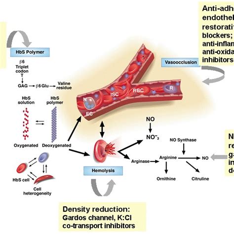 Pdf Sickle Cell Anemia The First Molecular Disease Overview Of Molecular Etiology