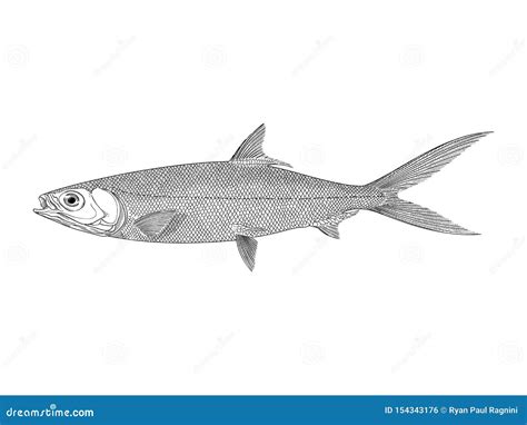 Milkfish Cartoons, Illustrations & Vector Stock Images - 41 Pictures to download from ...