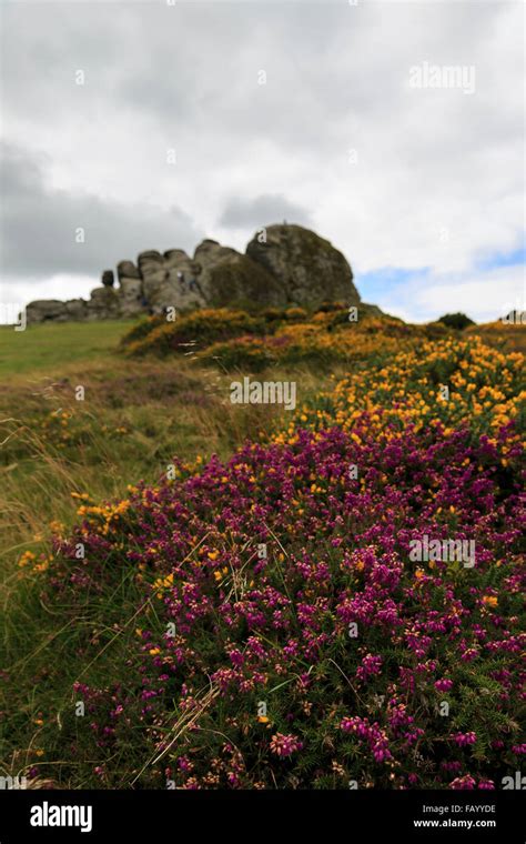 Purple Heather And Yellow Gorse Surrounds Haytor One Of The Most