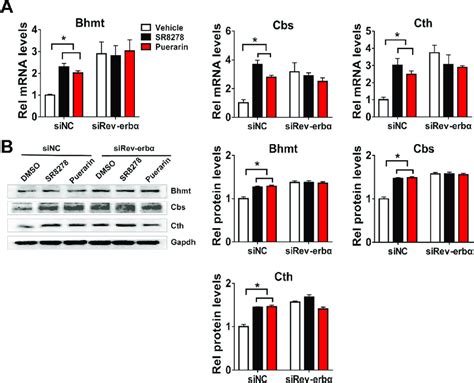 Puerarin Induces Expressions Of Bhmt Cbs And Cth In A Rev Erb