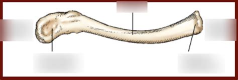 Clavicle Diagram | Quizlet