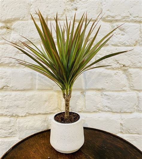 Dracaena Marginata Bicolor The Nunhead Gardener