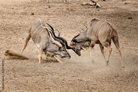 Kudu Bulls Fighting Stock Photo Adobe Stock