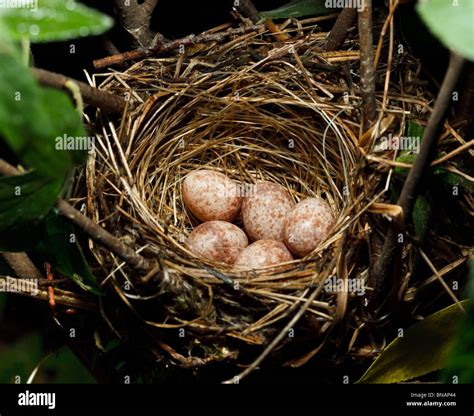 Reed warbler nest with eggs hi-res stock photography and images - Alamy