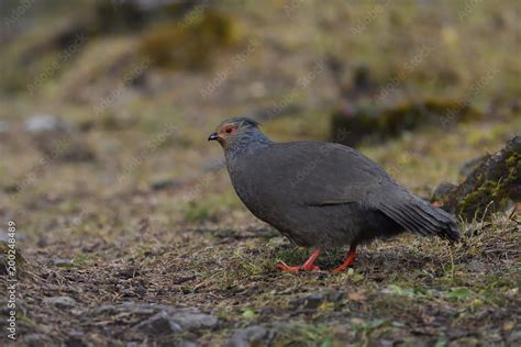 Female Blood pheasant on the ground Stock Photo | Adobe Stock