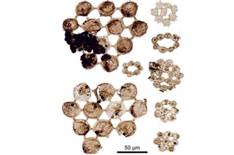 Descubren F Siles De Plancton De Hace Millones De A Os Formato Siete