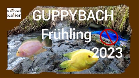 GUPPYBACH Frühling 2023 YouTube