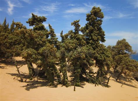 Small Juniper Trees Gavdos Island Libyan Sea Greece Stock Photo