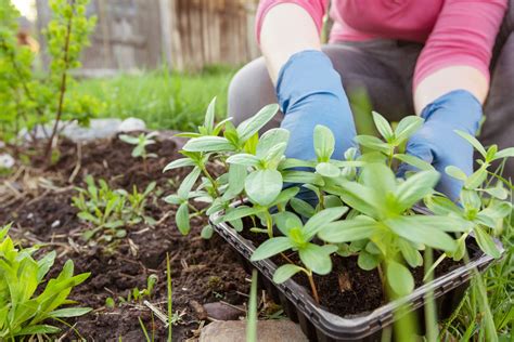 gardening    plant flowers