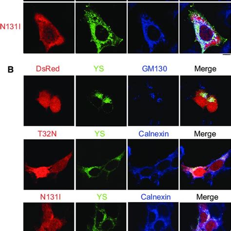 Rab43 Regulates A 2B AR Transport From The ER To The Golgi A