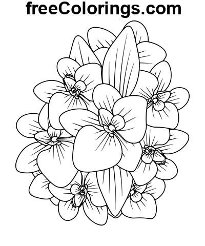 Wonderful Orchids Free Printable Coloring Pages