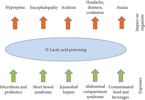 Overview Of D Lactic Acid Exposures And Impact On The Organism