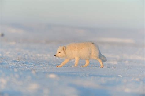 Raposa Do Rtico Vulpes Lagopus Na Tundra Wilde Ao P R Do Sol Hora