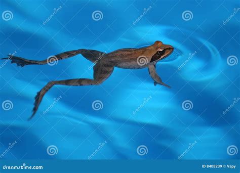 Swimming Frog Tadpole Royalty-Free Stock Photo | CartoonDealer.com ...