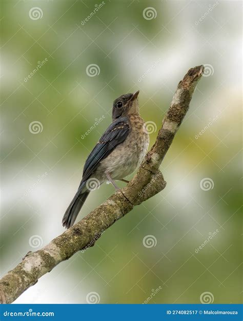 Juvenile Metallic Starling Aplonis Metallica Royalty Free Stock Photo