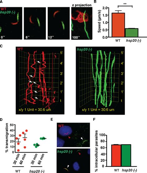 Reduced Gliding Locomotion Of Hsp20 Sporozoites On Cultured