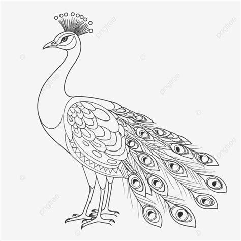 Rey De Pavo Real Para Colorear Hoja Esquema Boceto Dibujo Vector Png