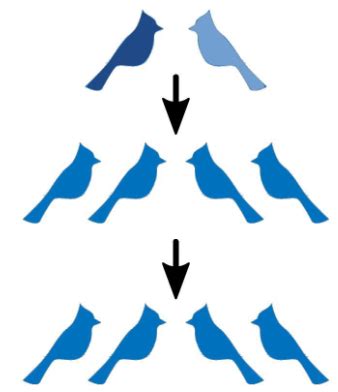 Evolution Mendel Hardy Weinberg Flashcards Quizlet