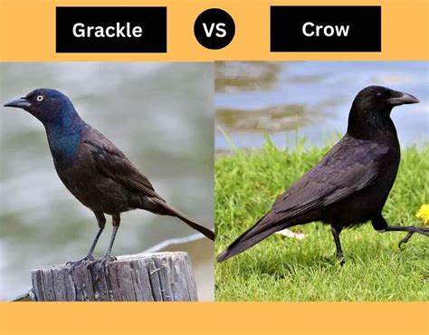 Grackle vs Crow: An Ultimate Guide to Bird Identification