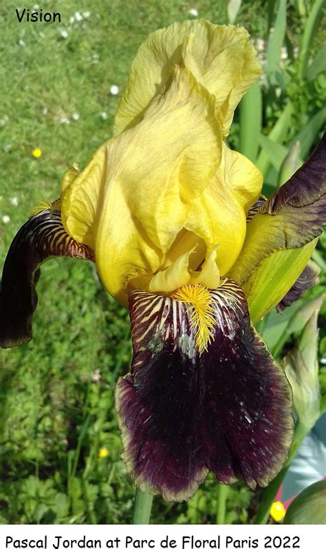 Vision Historic Iris Preservation Society