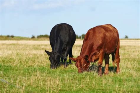 Gelbvieh Cattle: Guide, Info & Facts