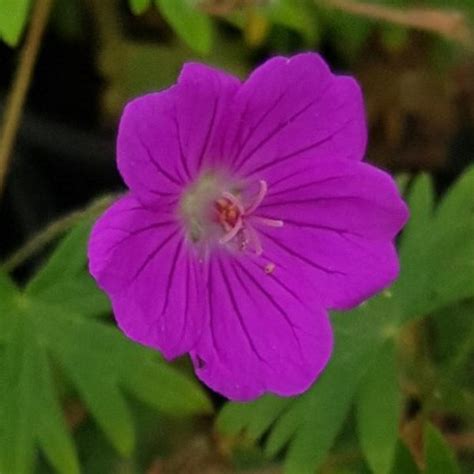 Geranium sanguineum ‘Khan’ – Nutshell Nursery