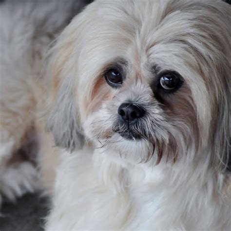 Lhasa Apso Lhasa Apso Lhasa Dogs And Puppies