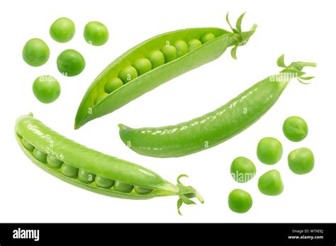 Pea Pisum Sativum Pods And Seeds Fresh Isolated Stock Photo Alamy