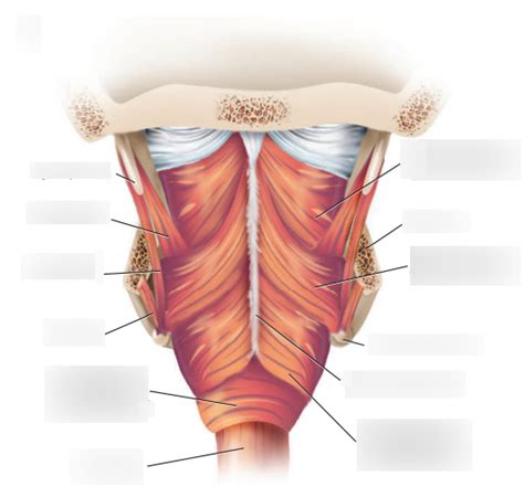 Thyropharyngeus