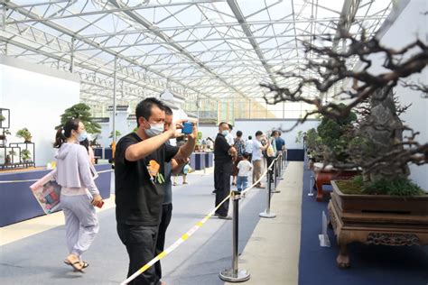 第九届沭阳花木节“精品盆景展”金奖作品来啦市场动态园林资讯南北花木网