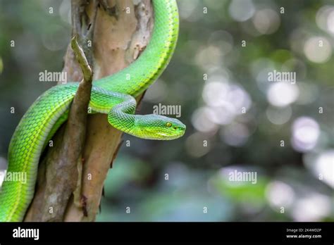 Close Up Photo Of A Green Pit Viper Trimeresurus Macrops Or White