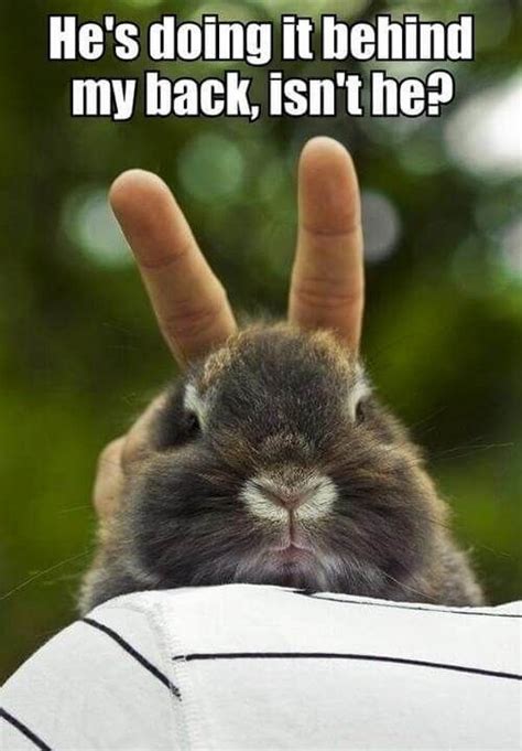 26 Bunny Memes That Are Way Too Cute For Your Screen Artofit