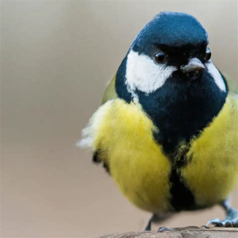 Wie unterscheidet sich das Männchen der Kohlmeise vom Weibchen Vogel