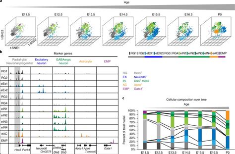 Single Nucleus Analysis Of Accessible Chromatin In Developing Mouse