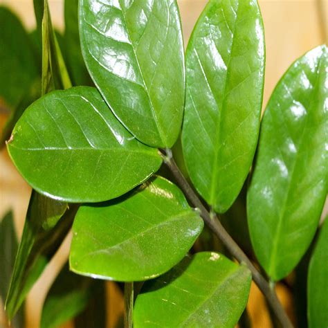 Zamioculcas Cura E Coltivazione Della Pianta Di Padre Pio Undergreen It