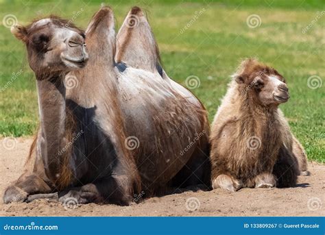 Bactrian camel stock image. Image of asia, outdoors - 133809267