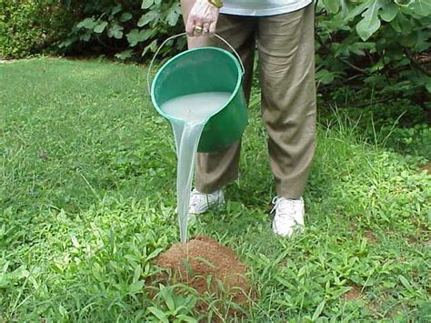 Fire Ant Control In Lawn Walter Reeves The Georgia Gardener