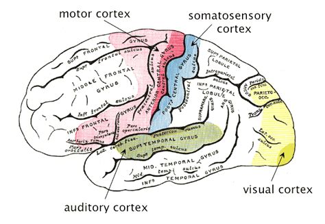 Parietal Lobe Facts Kids