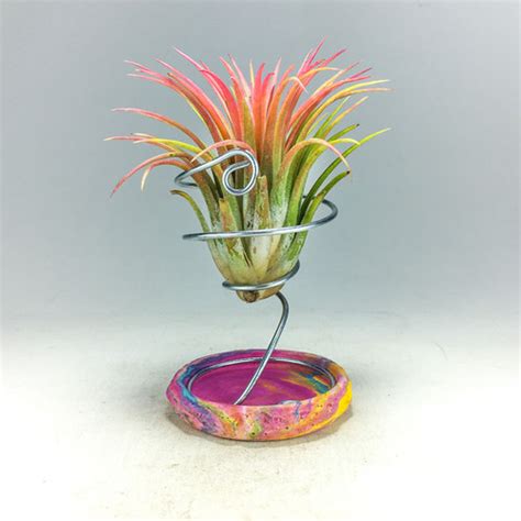 Tillandsia Ionantha Rubra XL Hava Bitkisi Air Plant Gurme Bitki