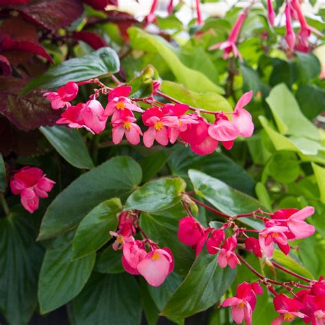 Begonia Dragon Wing Pink White Flower Farm