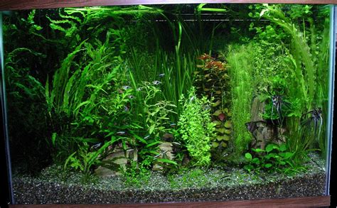 Beginner substrate question please help!!! | The Planted Tank Forum