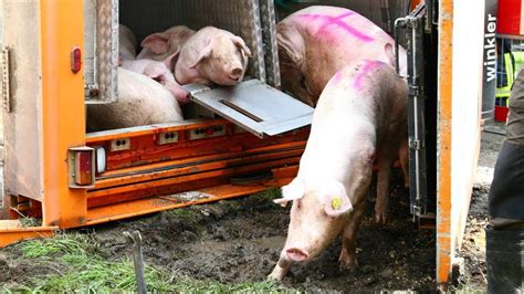 Schweine Sterben Bei Unfall Nahe Ulm Peta Erstattet Anzeige